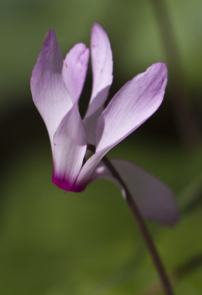 Изображение особи Cyclamen repandum ssp. peloponnesiacum.