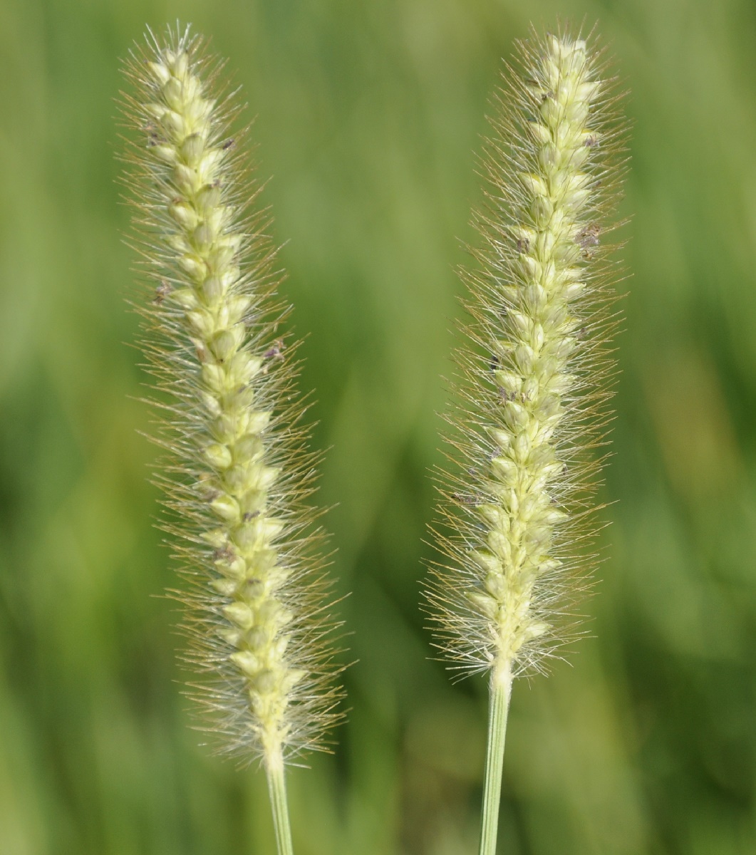 Image of genus Setaria specimen.