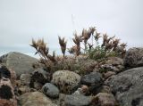 Oxytropis sordida