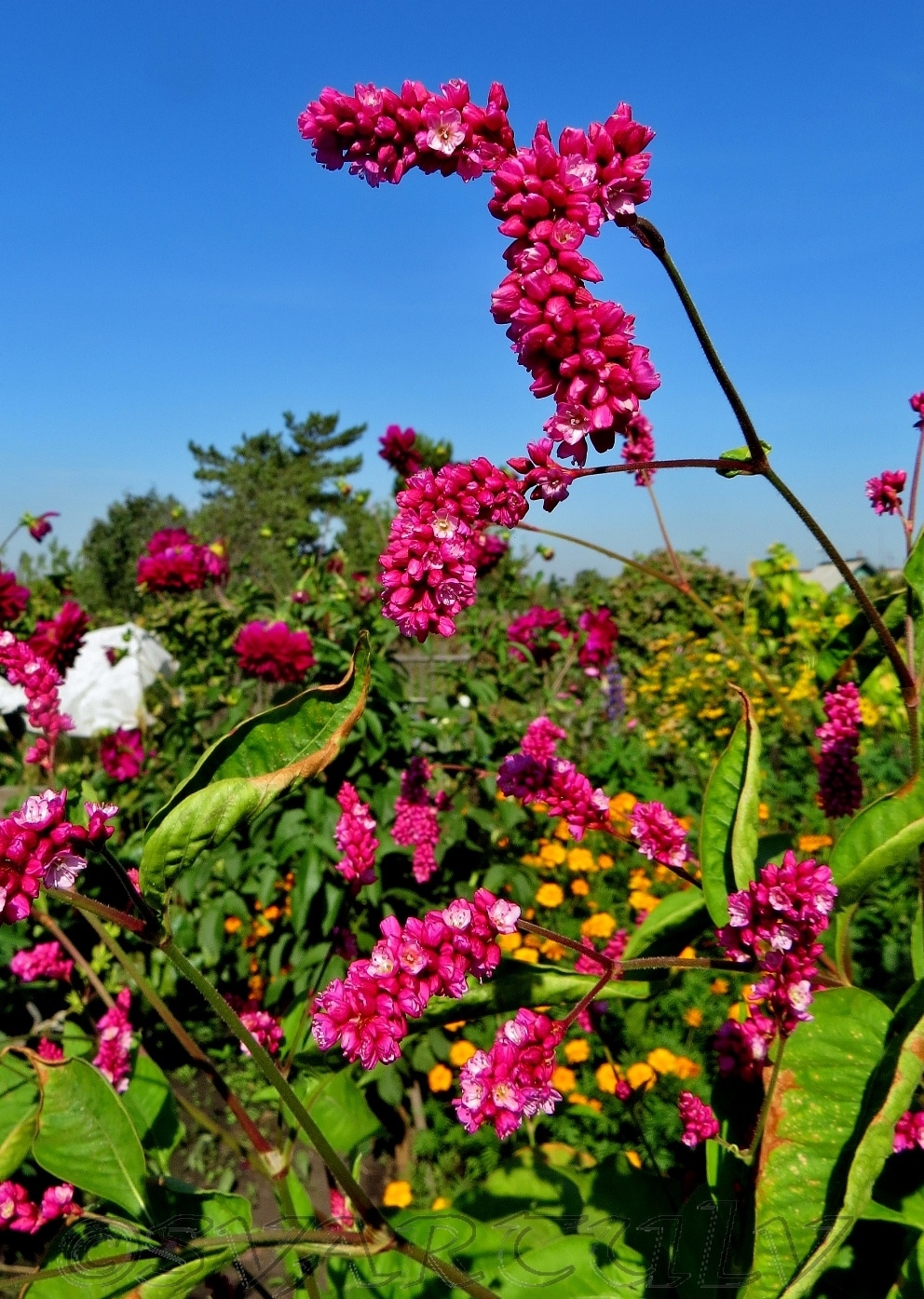 Изображение особи Persicaria orientalis.