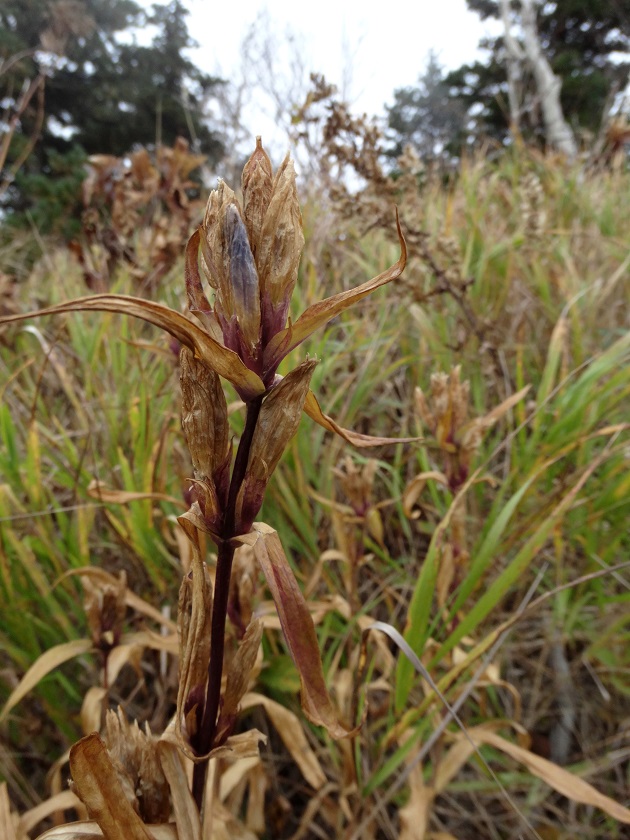 Image of Gentiana triflora specimen.