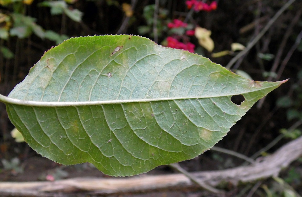 Image of Euonymus europaeus specimen.