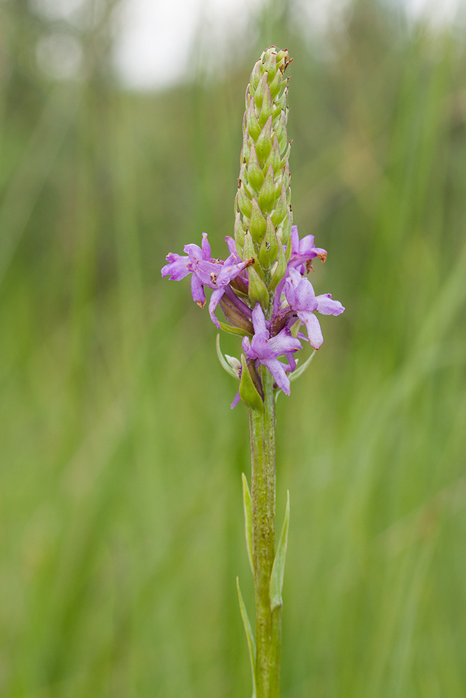 Image of Gymnadenia densiflora specimen.