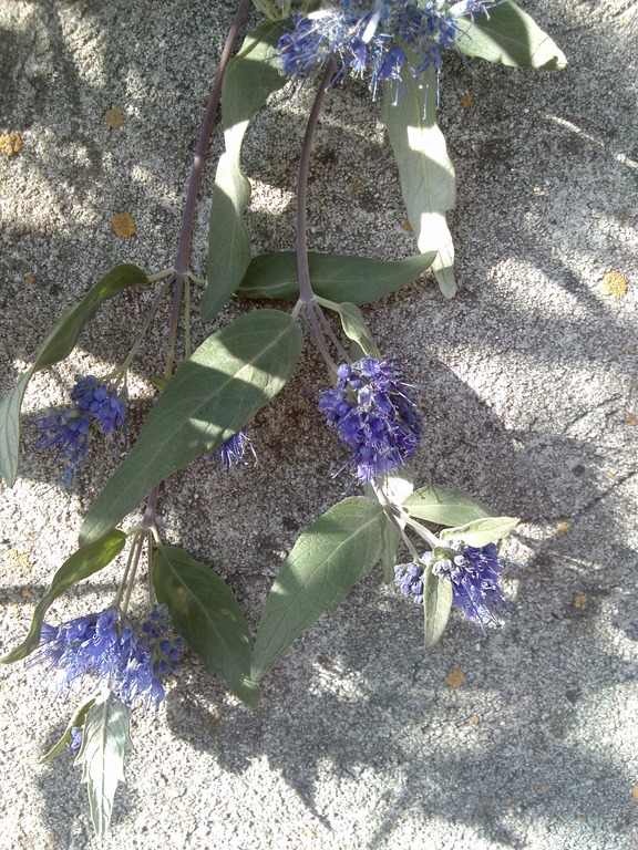 Image of Caryopteris &times; clandonensis specimen.