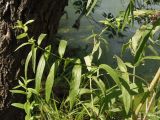 Lythrum salicaria. Боковой побег. Украина, г. Запорожье, возле Гребного канала, берег небольшого озера. 17.08.2016.