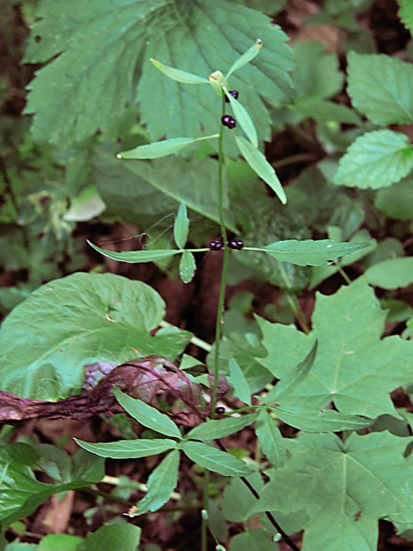 Изображение особи Cardamine bulbifera.