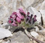 Anthyllis vulneraria подвид pulchella