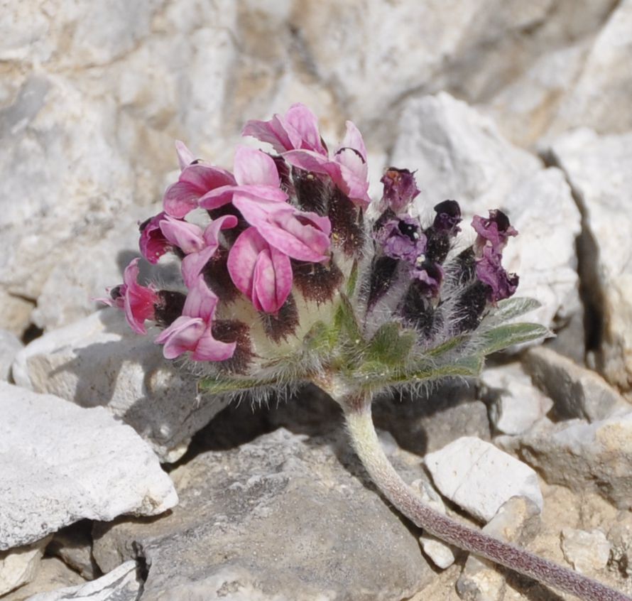 Изображение особи Anthyllis vulneraria ssp. pulchella.