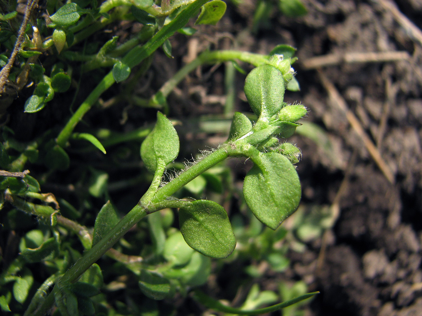 Image of Stellaria media specimen.