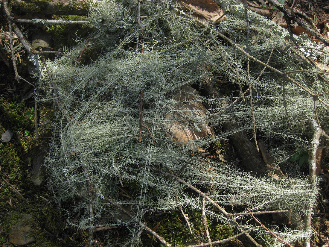 Image of Usnea longissima specimen.