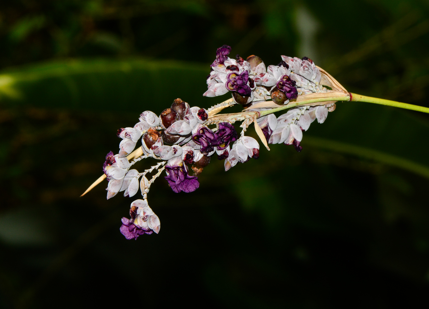 Image of Thalia dealbata specimen.