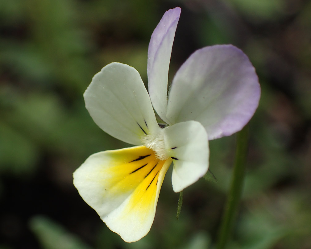 Image of Viola &times; contempta specimen.