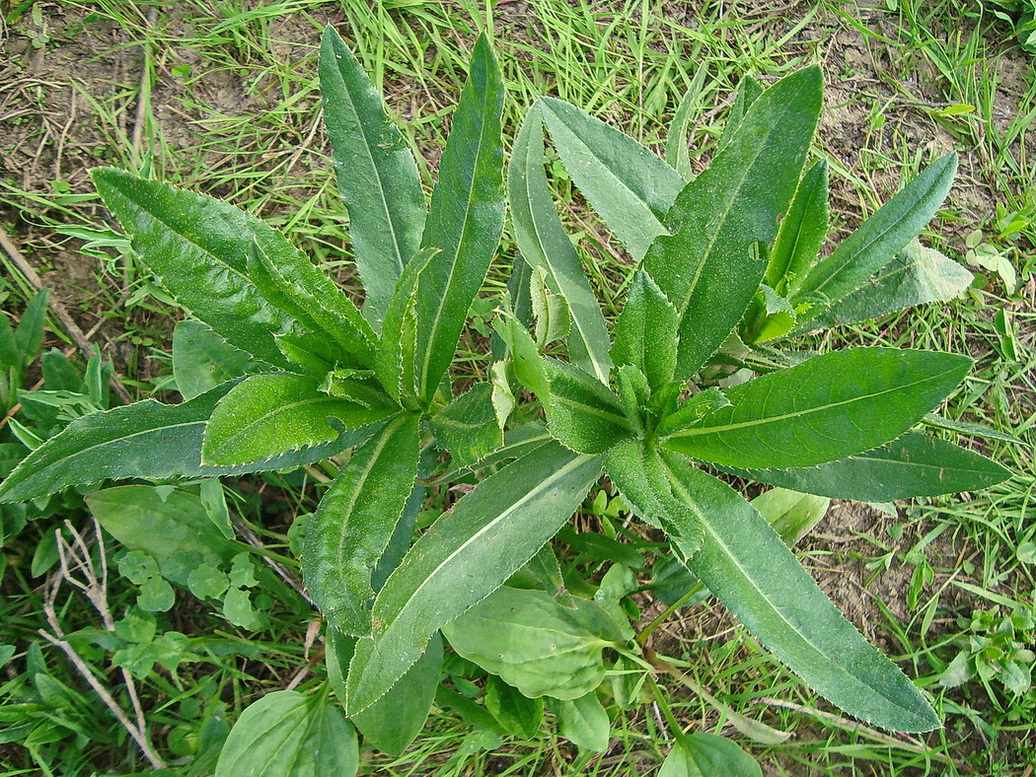 Image of Cirsium setosum specimen.