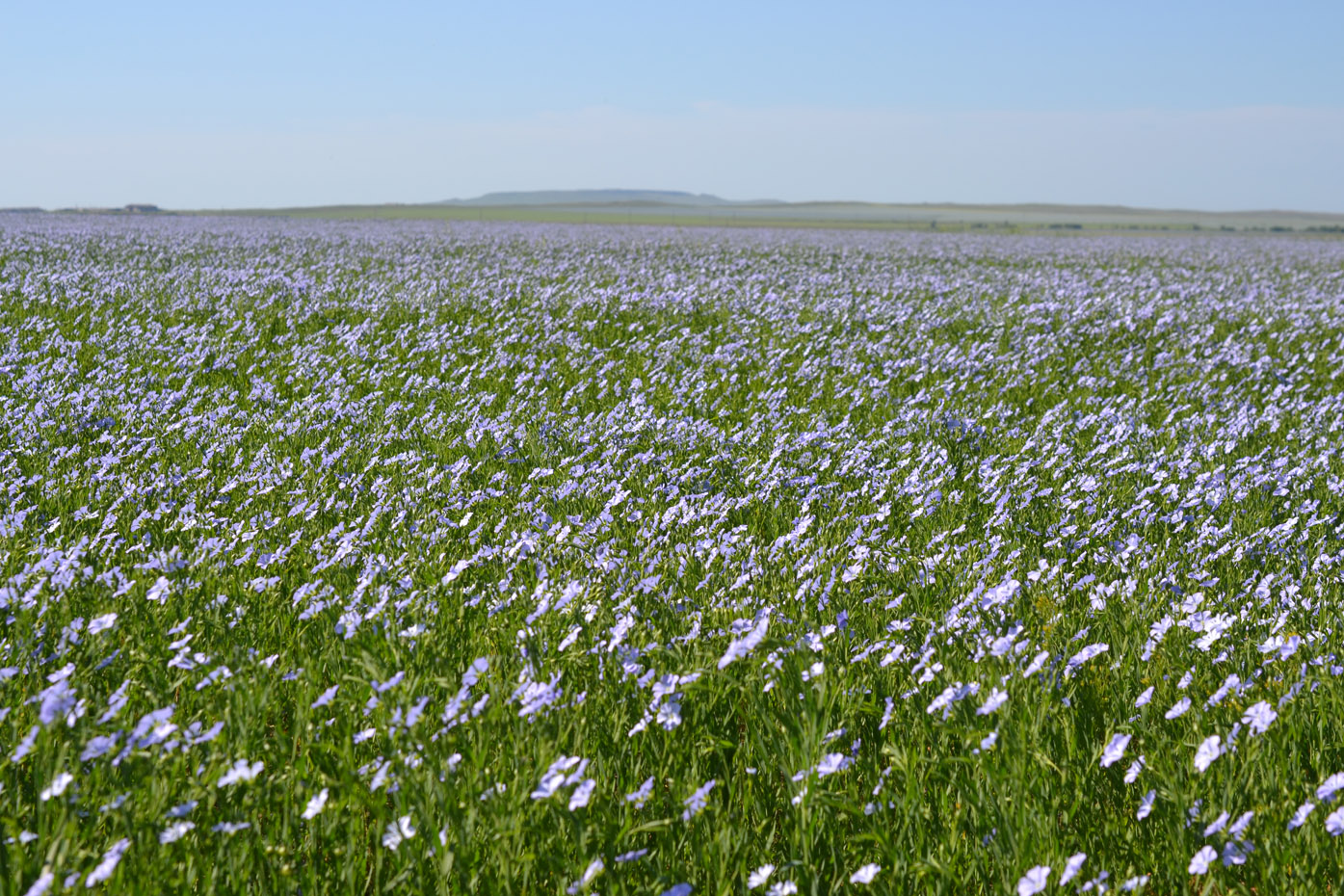 Image of Linum usitatissimum specimen.