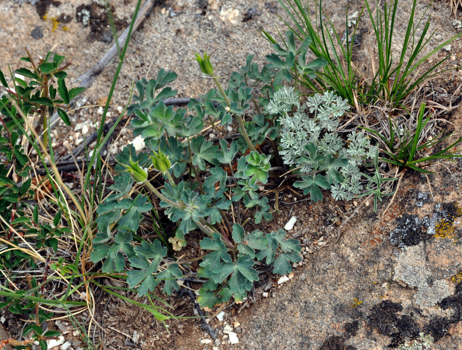 Image of Aquilegia viridiflora specimen.