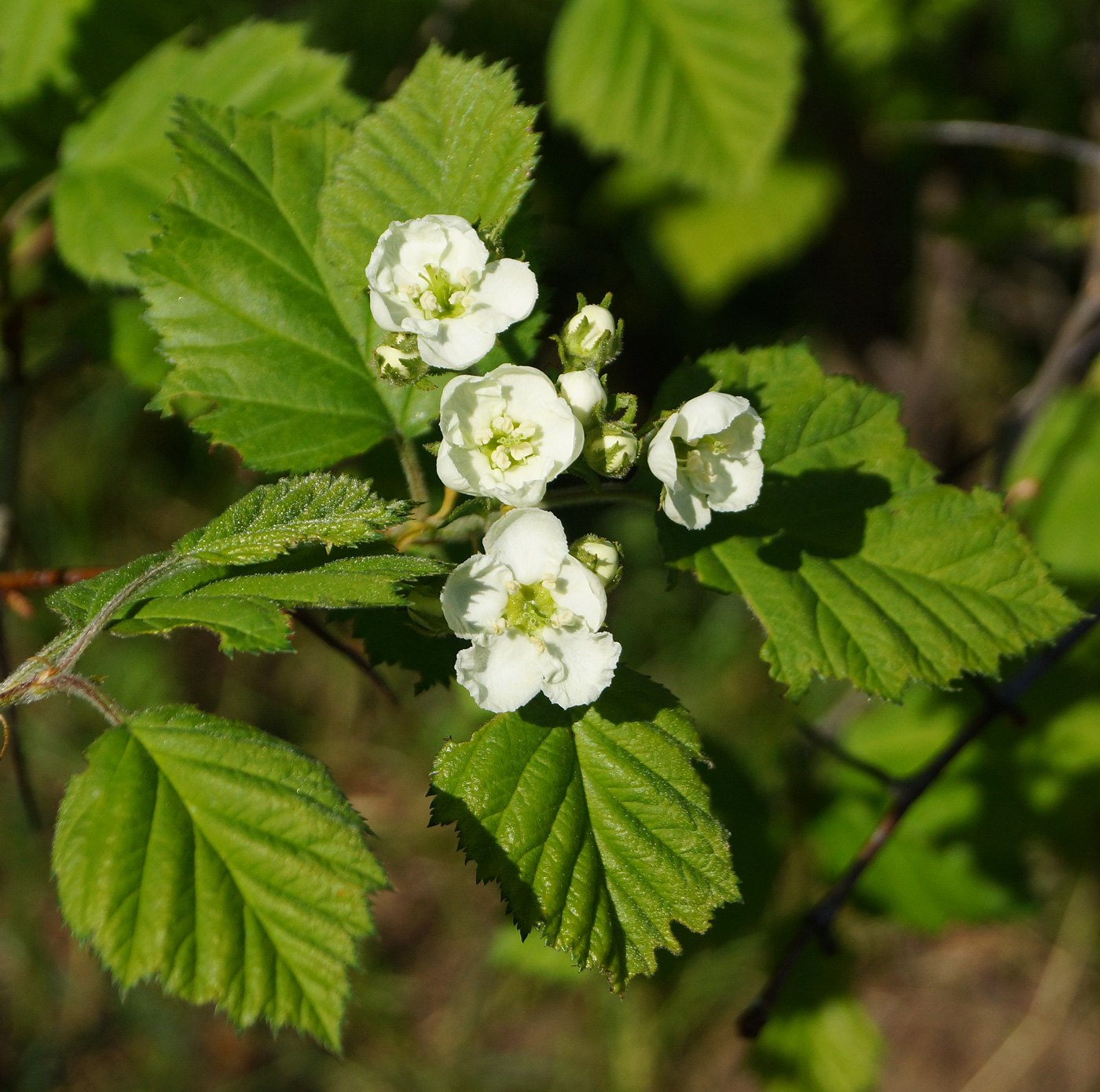 Image of Crataegus submollis specimen.