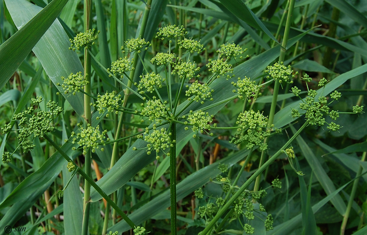 Изображение особи Heracleum sibiricum.