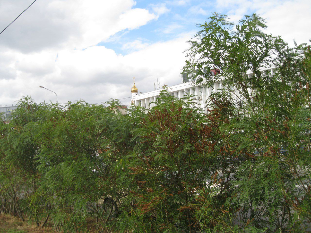 Image of Amorpha fruticosa specimen.