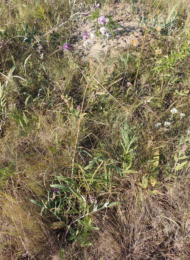 Image of Jurinea pseudocyanoides specimen.