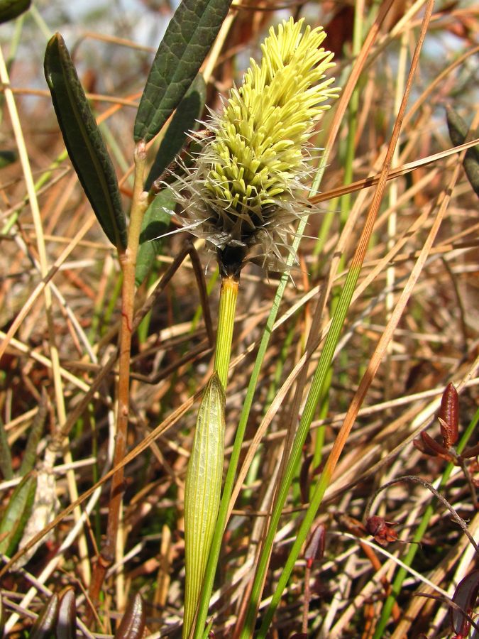 Image of Eriophorum vaginatum specimen.