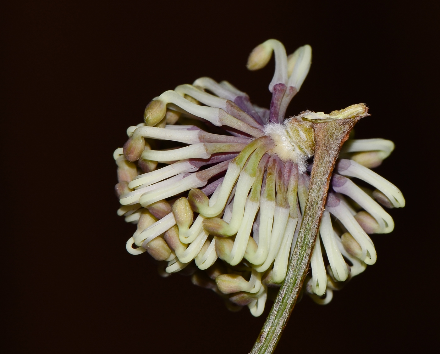 Image of Hakea scoparia specimen.