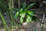 Tacca chantrieri