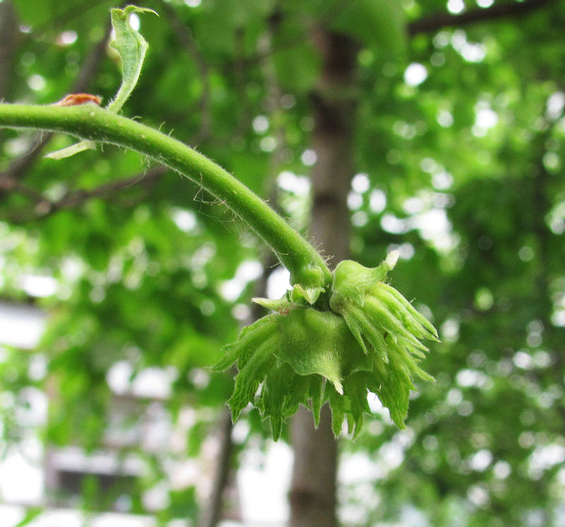 Изображение особи Corylus avellana.