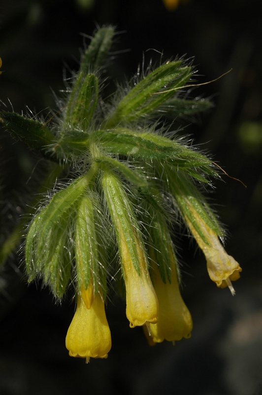 Image of Onosma irritans specimen.