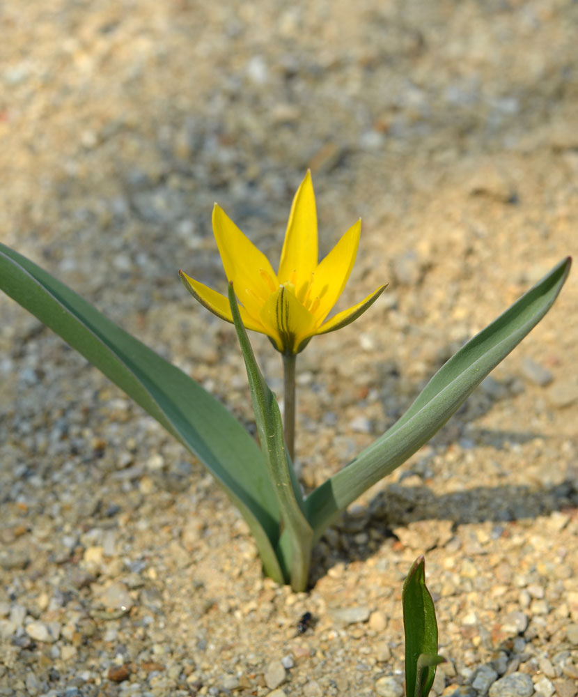 Image of Tulipa dasystemon specimen.