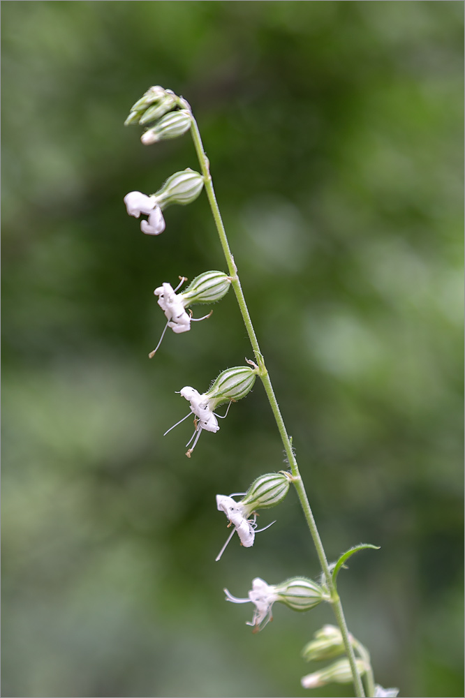 Изображение особи Silene dichotoma.