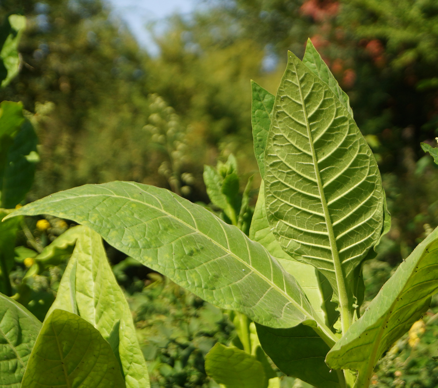 Image of Nicotiana tabacum specimen.