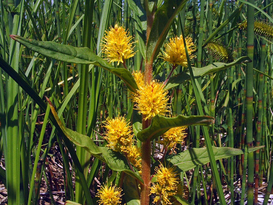 Image of Naumburgia thyrsiflora specimen.