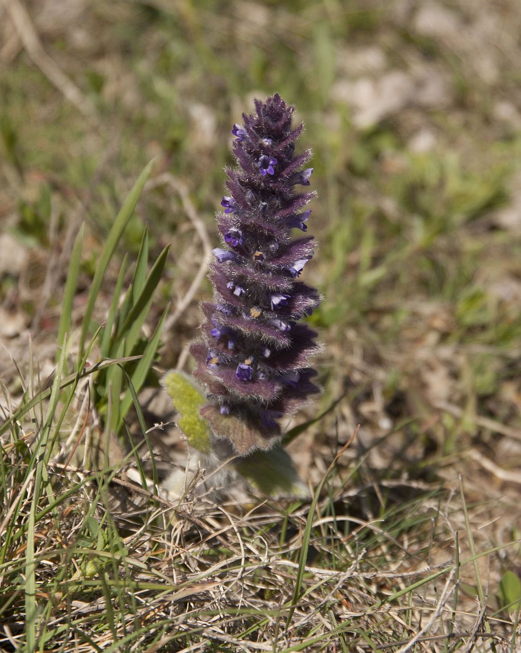 Image of Ajuga orientalis specimen.