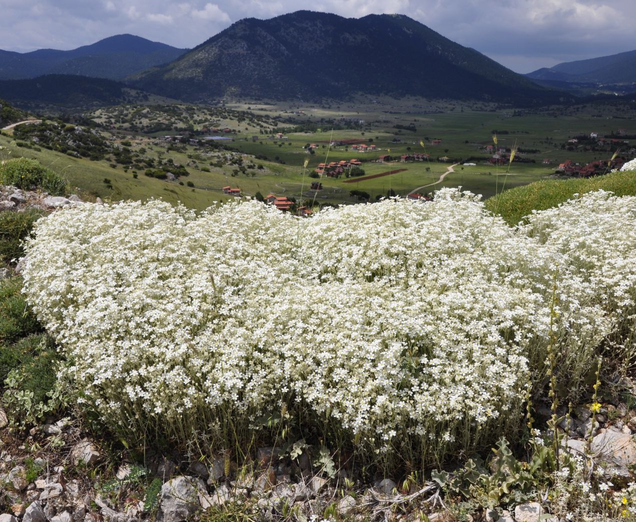 Image of Cerastium candidissimum specimen.