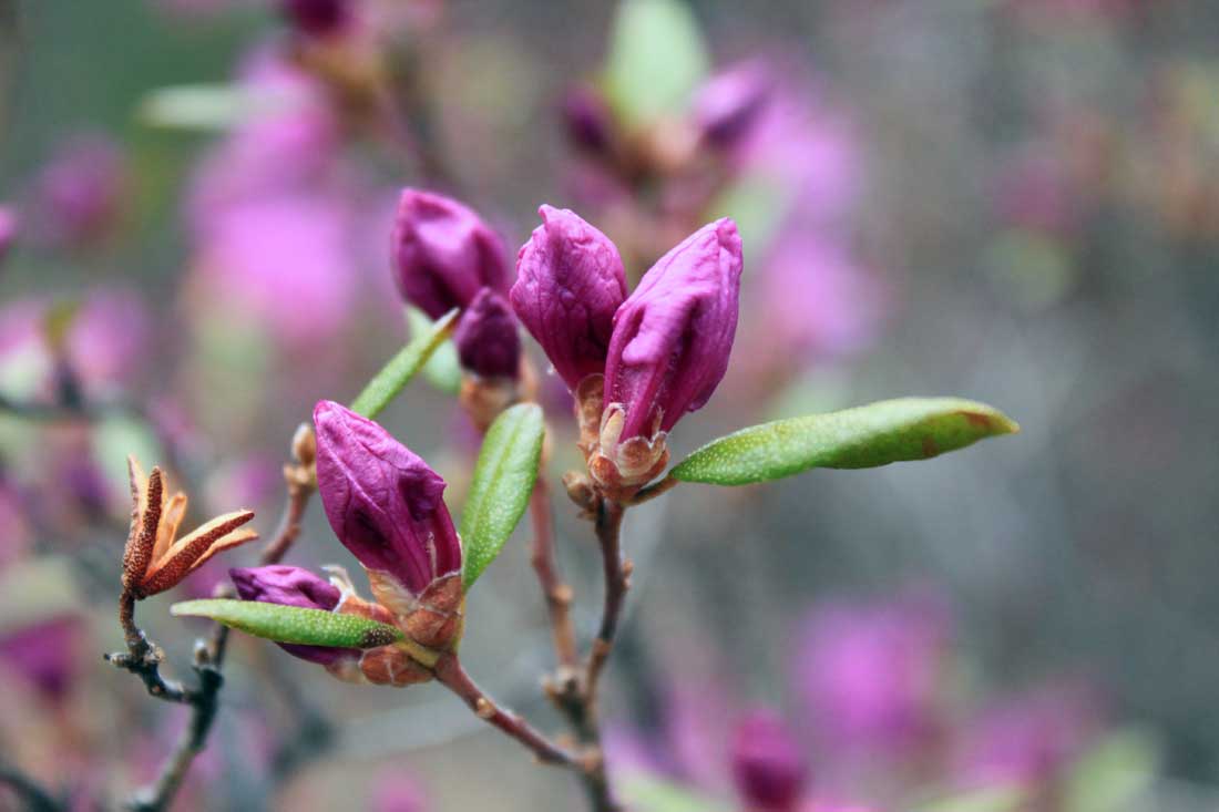 Image of Rhododendron dauricum specimen.