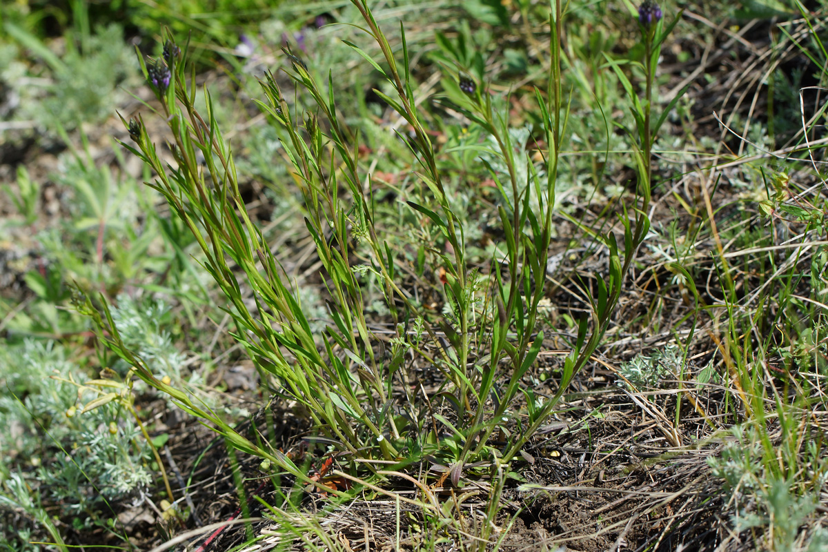 Image of Polygala comosa specimen.