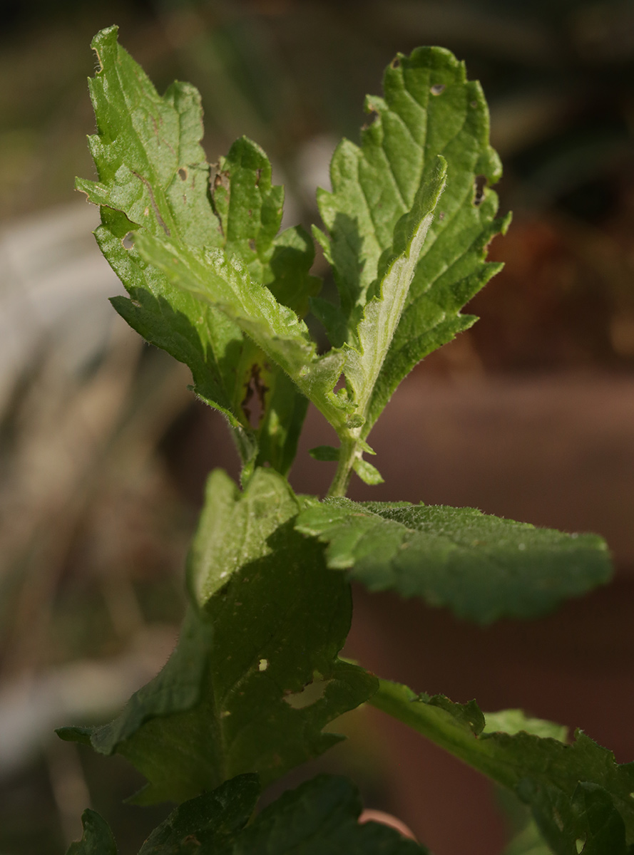 Image of genus Senecio specimen.