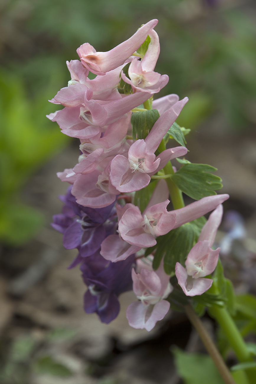 Image of Corydalis solida specimen.