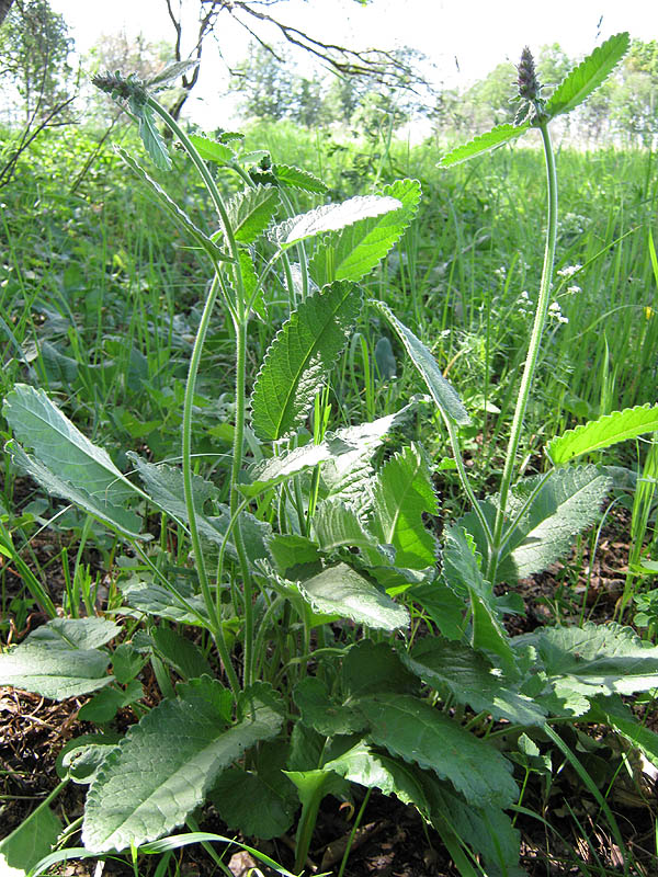 Image of Betonica officinalis specimen.