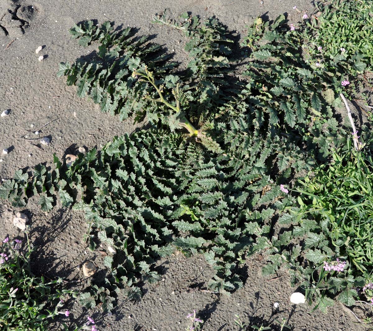 Image of Brassica tournefortii specimen.