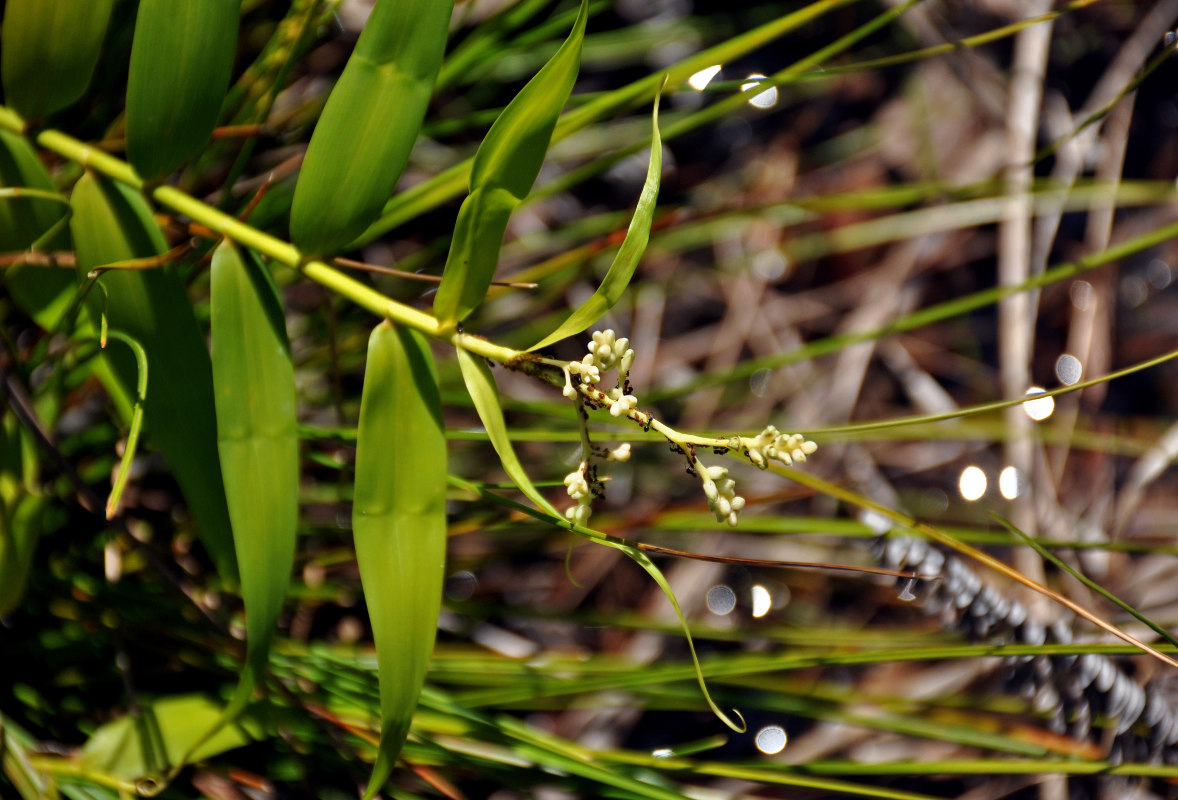 Image of Flagellaria indica specimen.