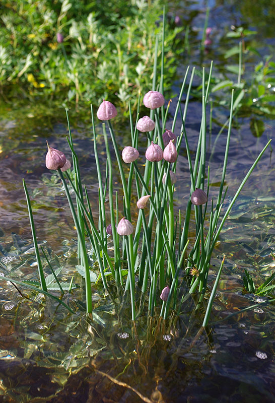 Изображение особи Allium schoenoprasum.