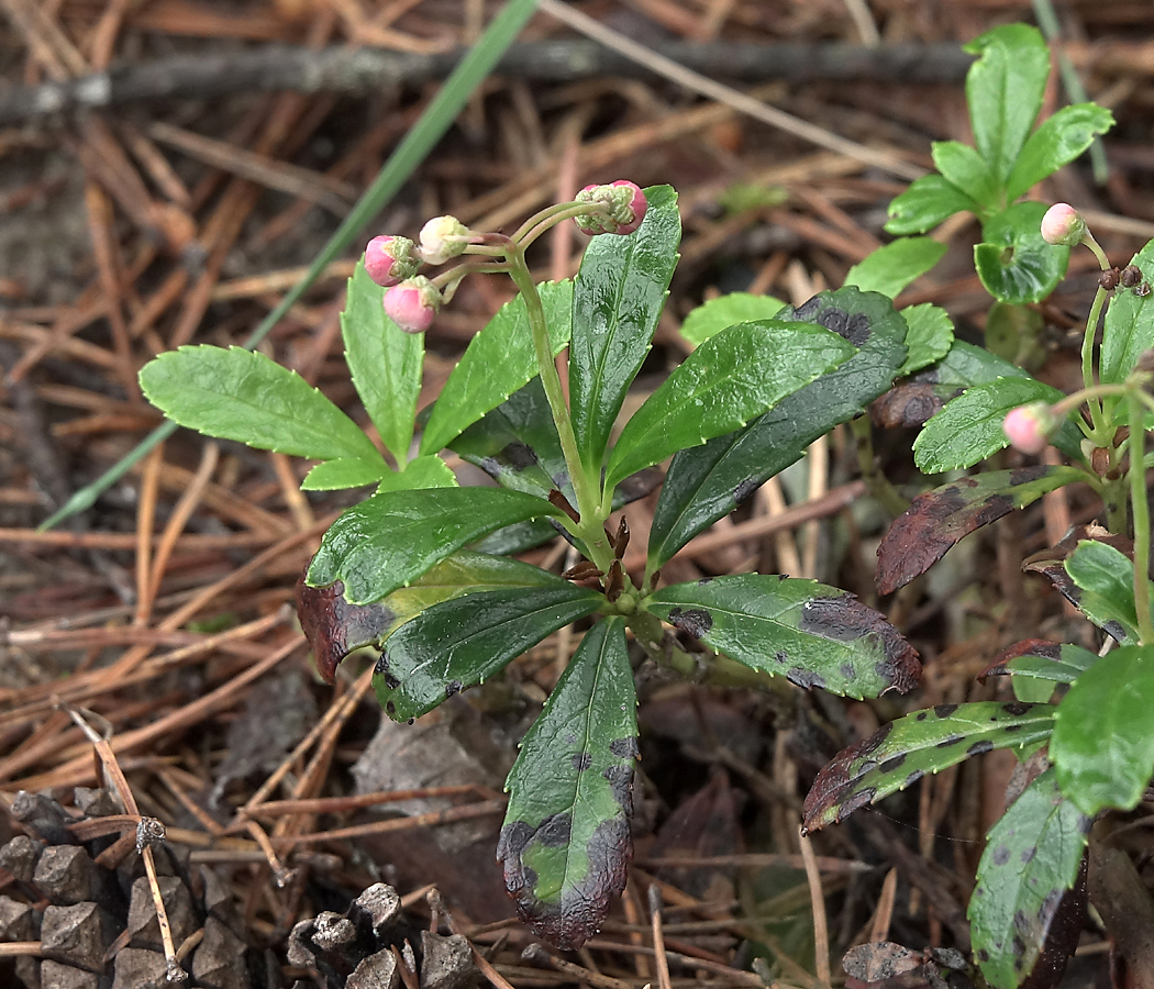 Изображение особи Chimaphila umbellata.