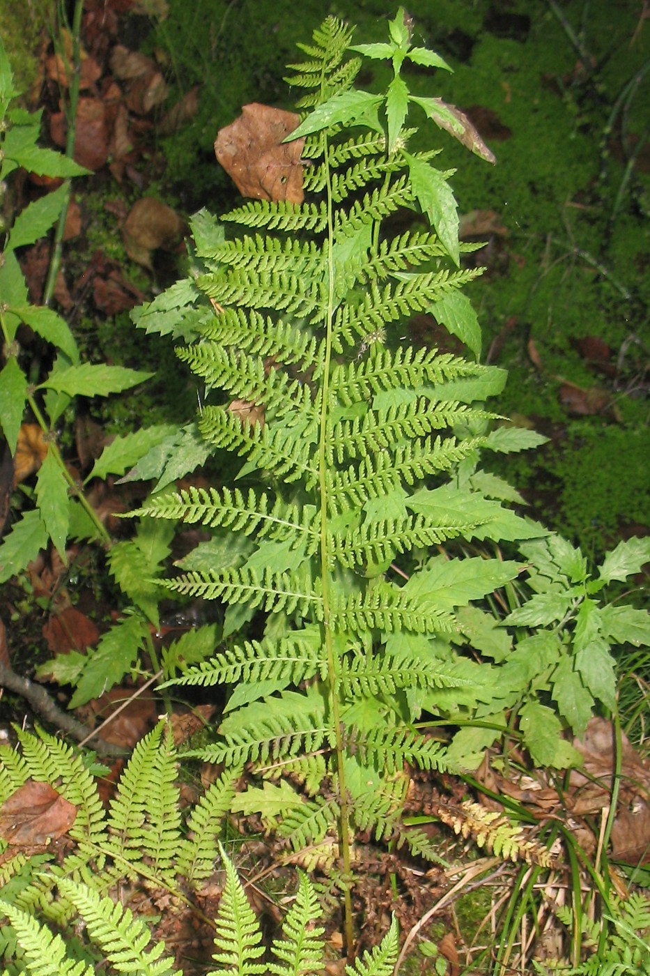 Image of Athyrium filix-femina specimen.