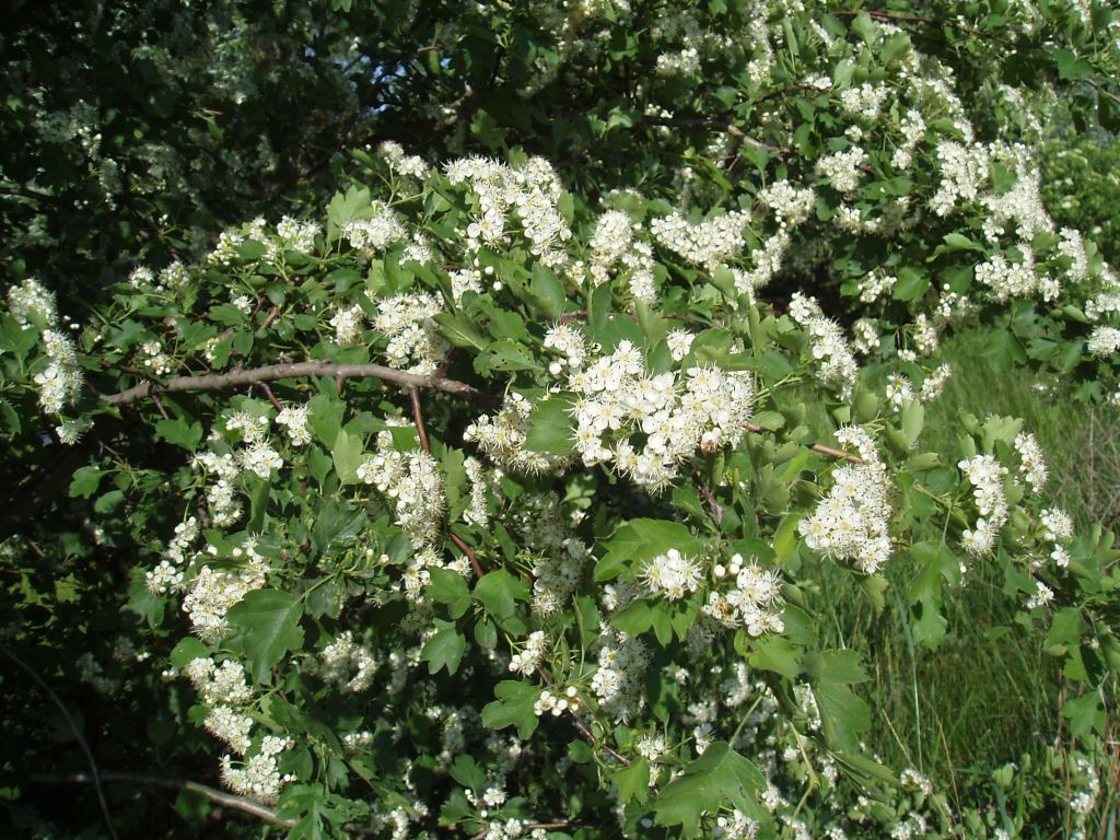 Изображение особи Crataegus pentagyna.