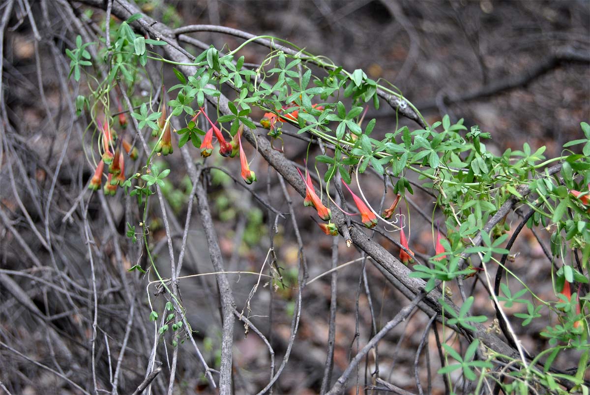 Изображение особи Tropaeolum tricolor.