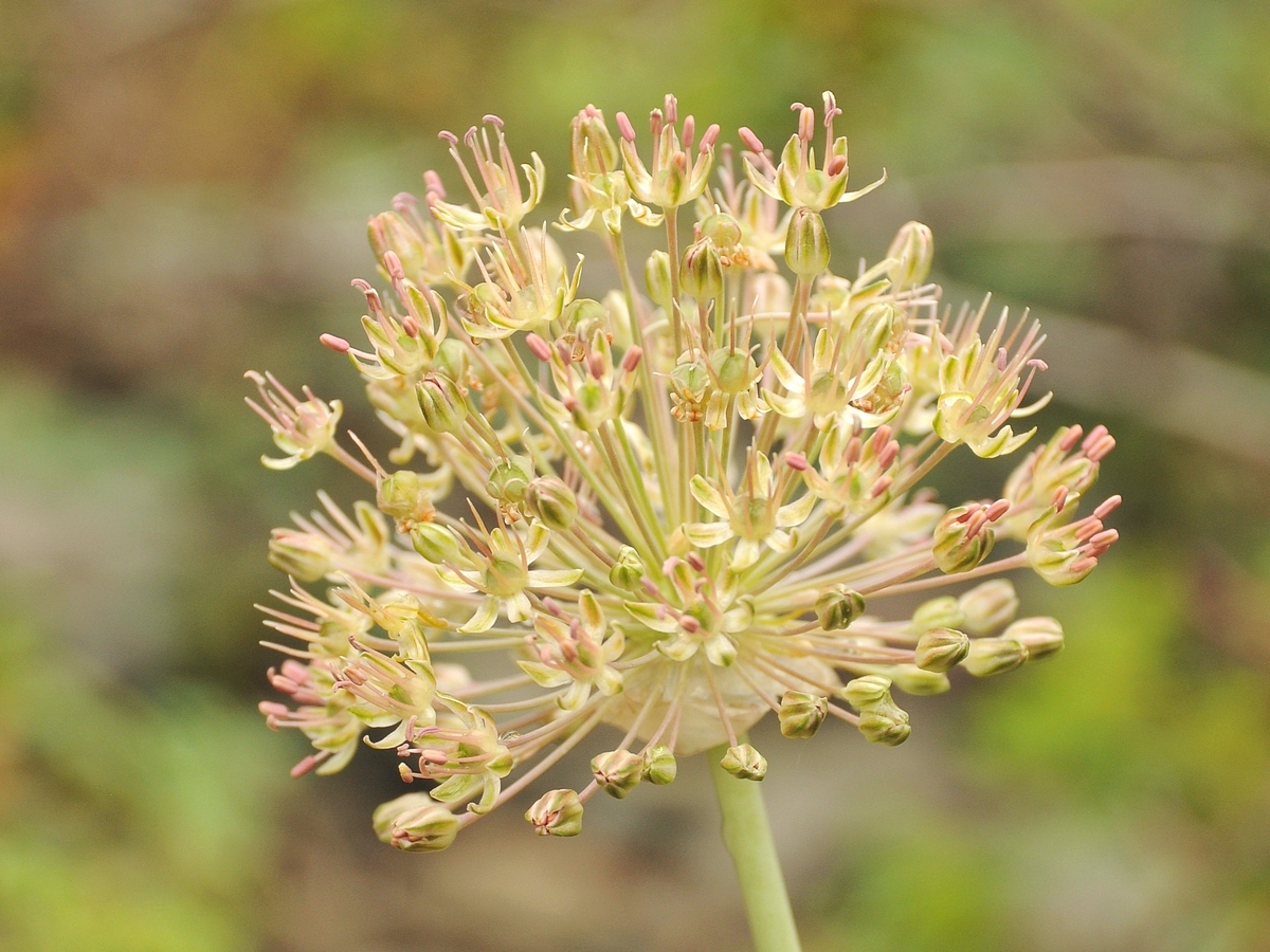 Image of Allium taschkenticum specimen.