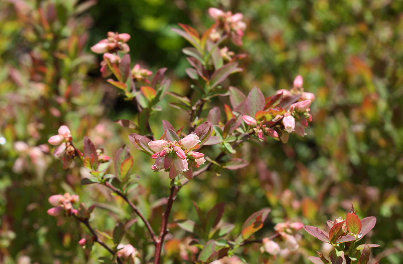 Image of Vaccinium corymbosum specimen.