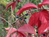 Parthenocissus quinquefolia