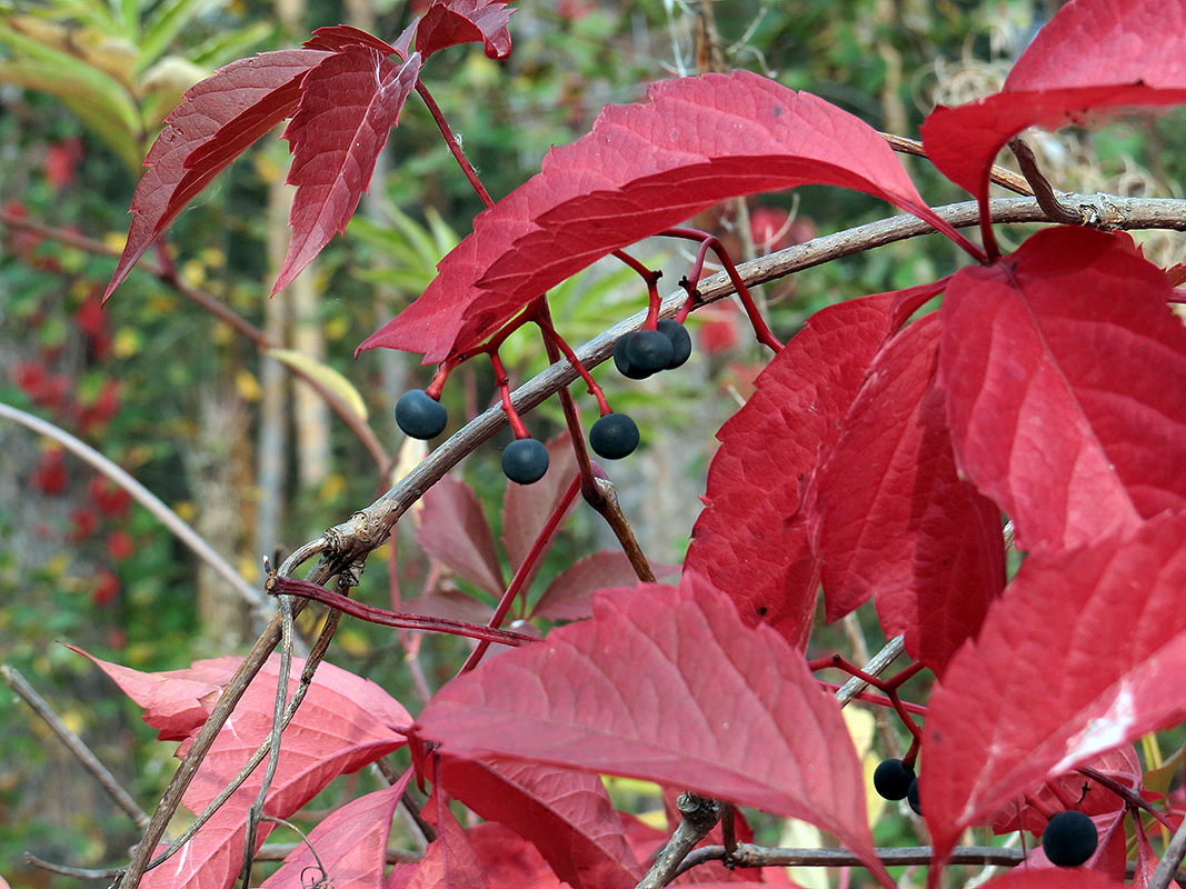 Изображение особи Parthenocissus quinquefolia.